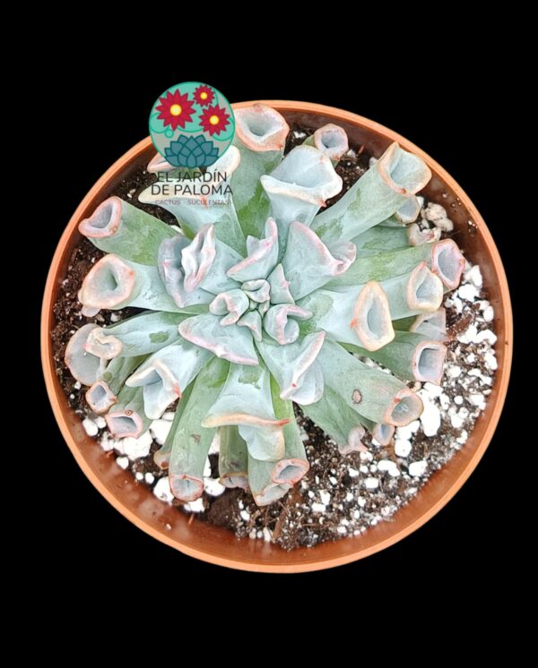 Echeveria Pig nose