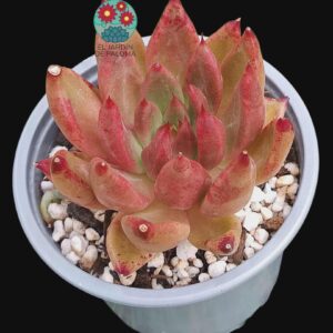 Echeveria Psyche