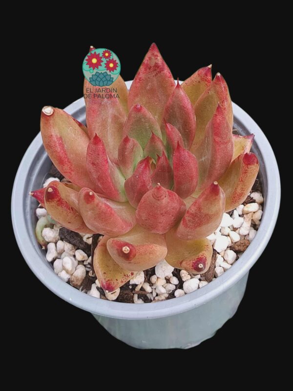 Echeveria Psyche