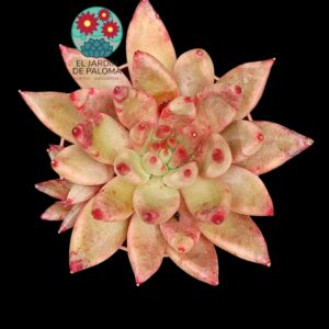 Echeveria Agavoides "Psyche" con hijuelo (es grande)