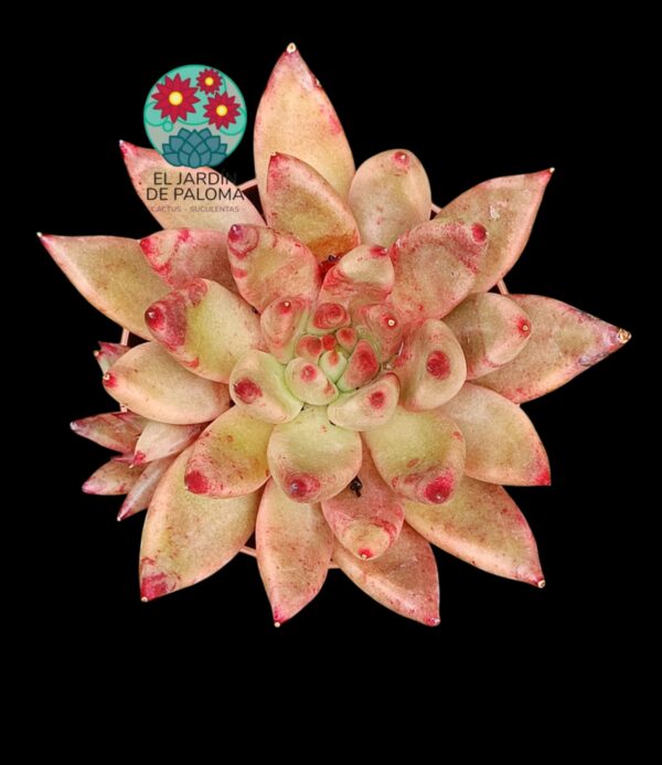 Echeveria Agavoides "Psyche" con hijuelo (es grande)