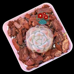 Echeveria "Pumpkin" (importación)
