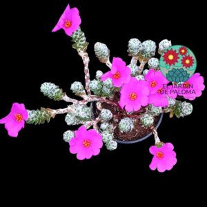 Portulaca Werdermmannii