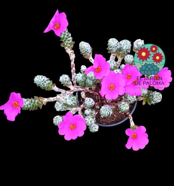 Portulaca Werdermmannii