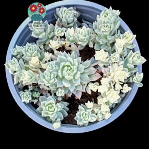 Echeveria Prolifica variegata (maceta grande)
