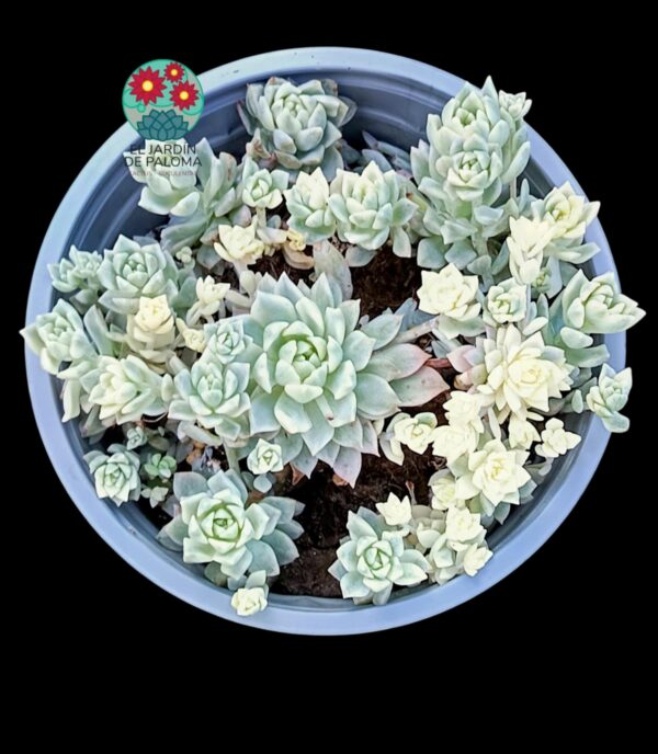 Echeveria Prolifica variegata (maceta grande)