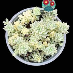 Echeveria Prolifica variegata (maceta grande)