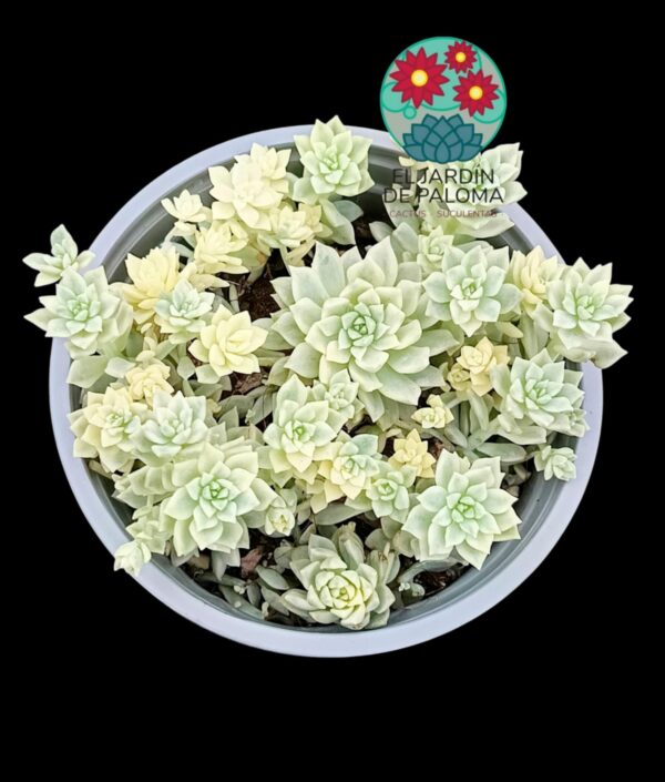 Echeveria Prolifica variegata (maceta grande)