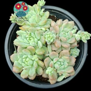 Echeveria Prolifica