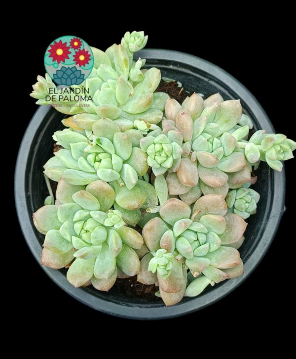 Echeveria Prolifica
