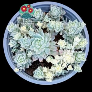 Echeveria Prolifica variegata (maceta grande)