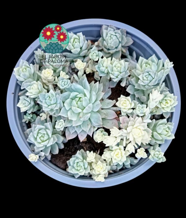 Echeveria Prolifica variegata (maceta grande)