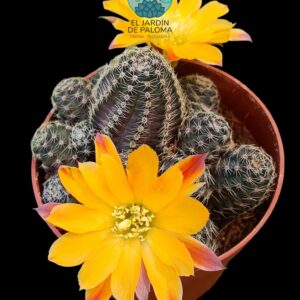 Rebutia Pygmaea var. diersiana