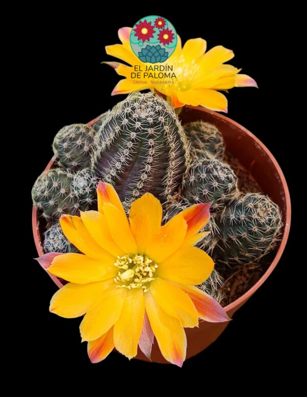 Rebutia Pygmaea var. diersiana