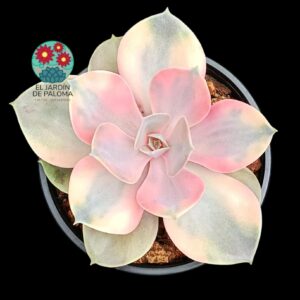Echeveria Rainbow