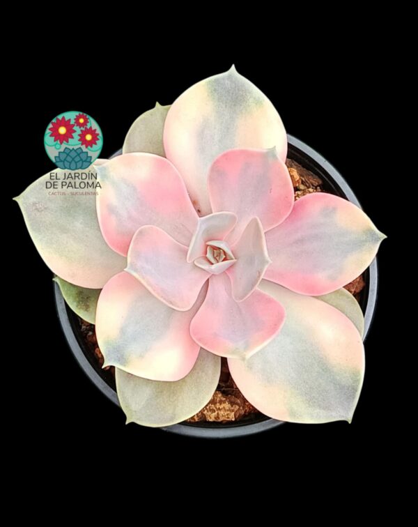 Echeveria Rainbow