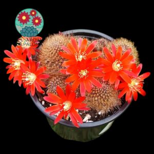 Rebutia Fulviseta (es grande)