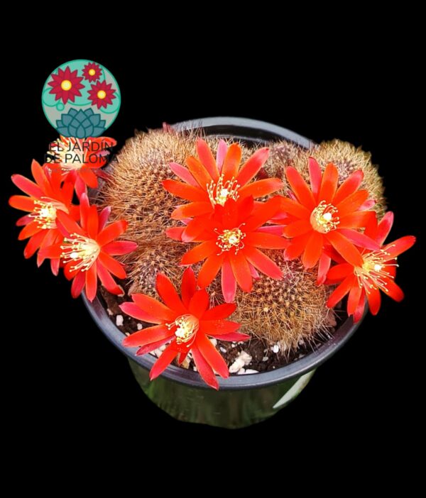 Rebutia Fulviseta (es grande)
