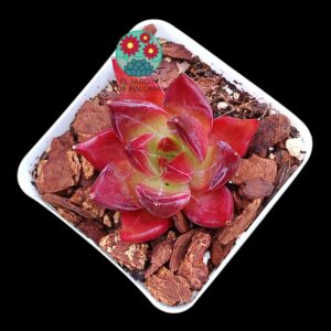 Echeveria Purple rose (importación)