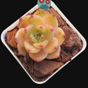 Echeveria "Queen red"(importación)