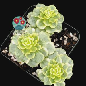 Sedeveria Rolly variegata bouquet