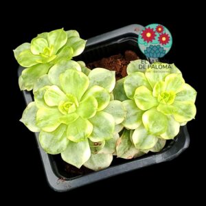 Sedeveria Rolly variegata (tres rosetas)