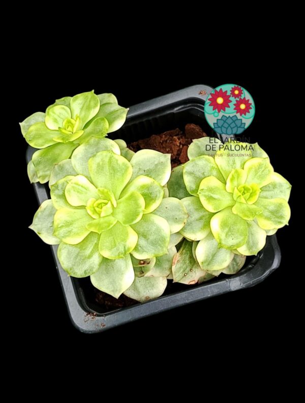 Sedeveria Rolly variegata (tres rosetas)