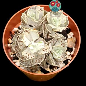 Kalanchoe Rhombopilosa