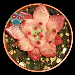 Echeveria Agavoides Romeo
