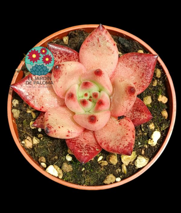 Echeveria Agavoides Romeo