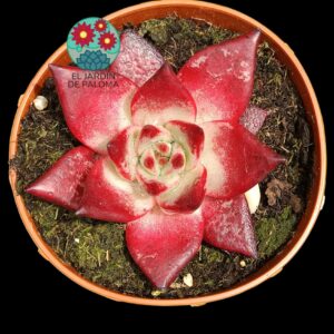 Echeveria Agavoides Romeo