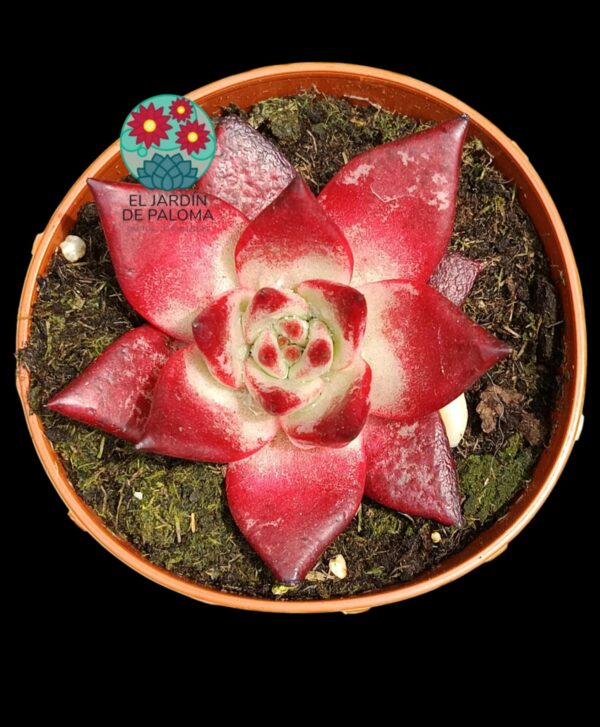 Echeveria Agavoides Romeo