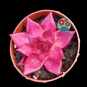 Echeveria Agavoides  Romeo rubin