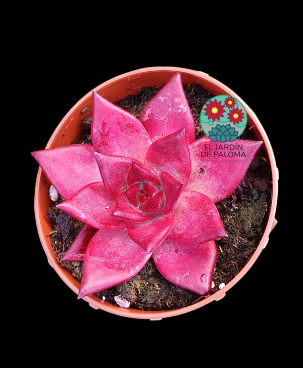 Echeveria Agavoides  Romeo rubin