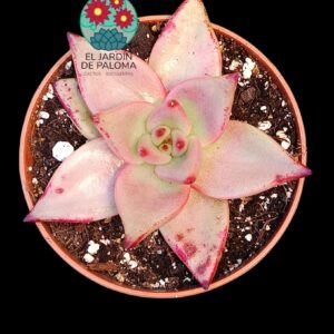 Echeveria Agavoides "Rosita"
