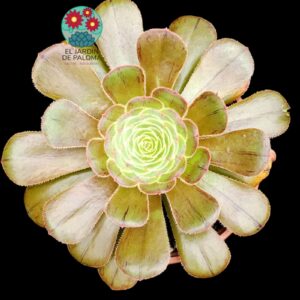 Aeonium Arboreum var. rubrolineatum