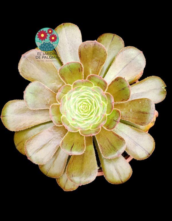 Aeonium Arboreum var. rubrolineatum