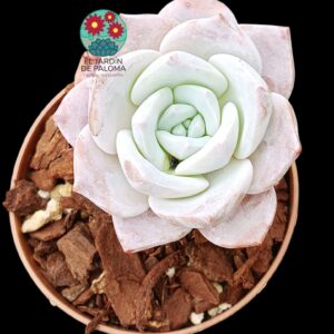 Echeveria Sakura snow (importación)
