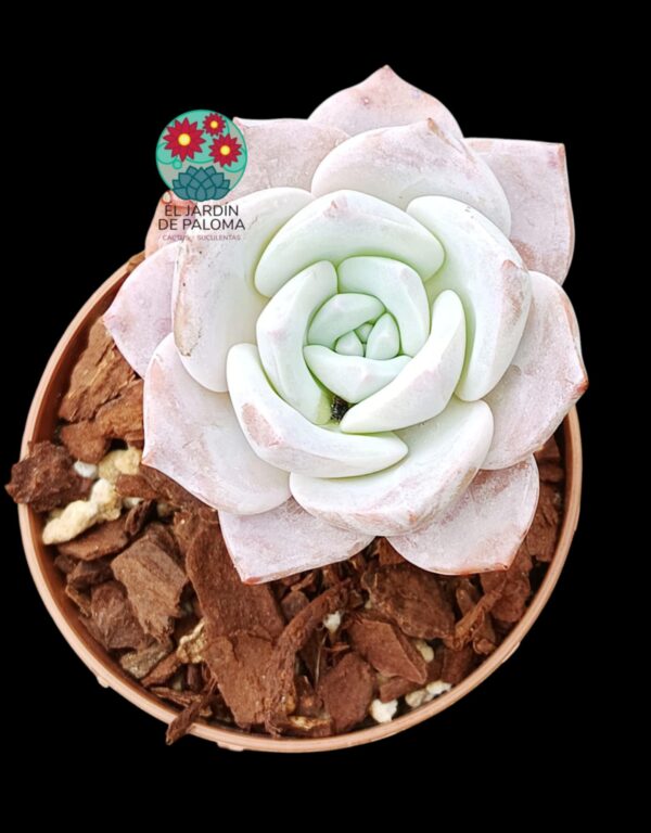 Echeveria Sakura snow (importación)