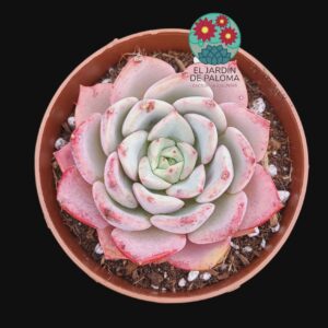 Echeveria Salmon