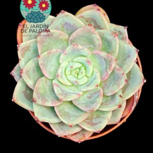 Echeveria Salmon