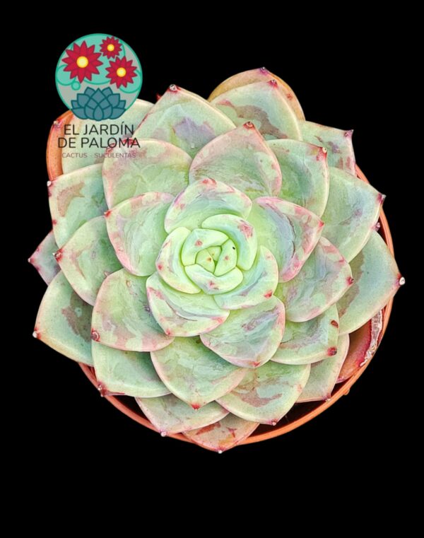 Echeveria Salmon