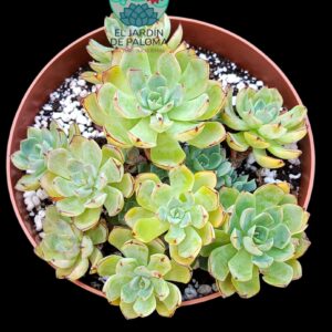 Echeveria Secunda encina (maceta grande)