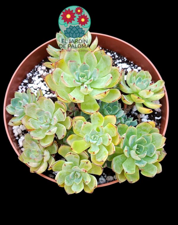 Echeveria Secunda encina (maceta grande)