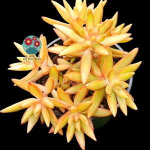 Sedum Adolphii firestorm