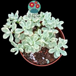 Sedum Jerry bean variegata"