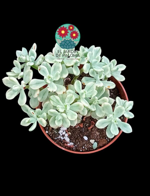 Sedum Jerry bean variegata"
