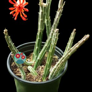 Senecio Stapeliformis