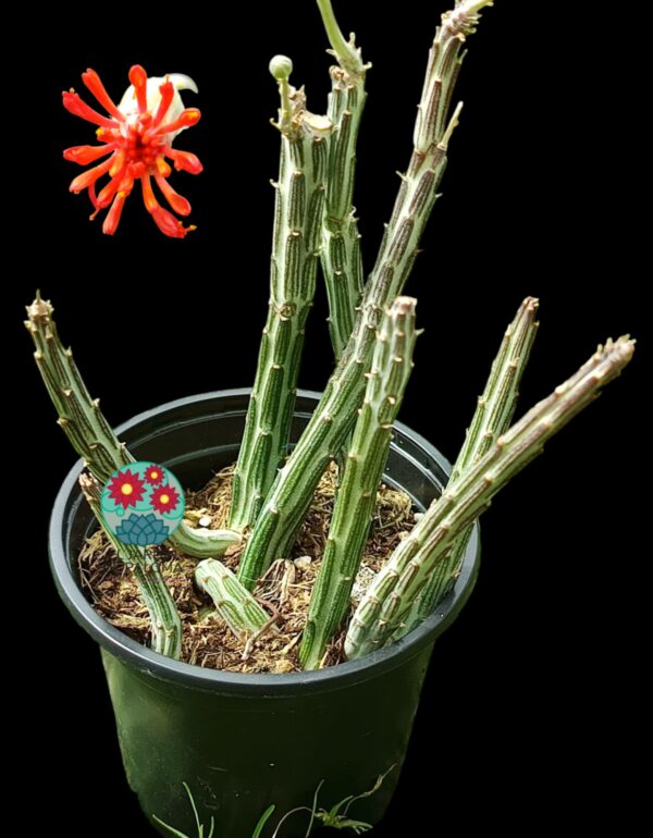 Senecio Stapeliformis