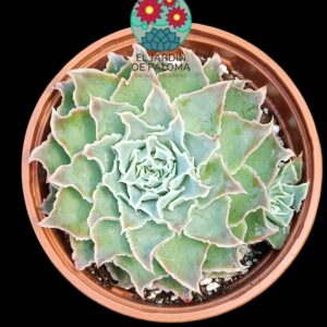 Echeveria Simulans "Laguna Sanchez"